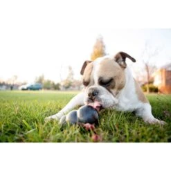 Kong Extreme Chew Dog Toy In Black