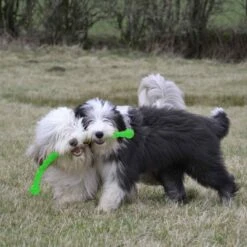 KONG Safestix Assorted Dog Tug Toy