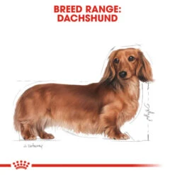 Royal Canin Dachshund Adult Dry Dog Food -KONG || Danish Design || Tropiclean Shop I0045353 en 03