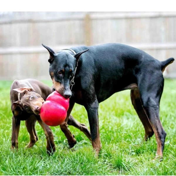 Kong Bounzer 5 Kong Bounzer - Image 3