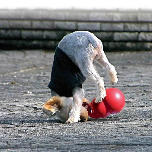 Kong Bounzer 4 Kong Bounzer - Image 2