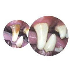 Tropiclean Fresh Breath Gel Kit