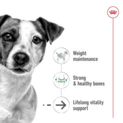 Royal Canin Mini Ageing 12+ Senior Dry Dog Food 16 Royal Canin Mini Ageing 12+ Senior Dry Dog Food -KONG || Danish Design || Tropiclean Shop I9112369 en 02