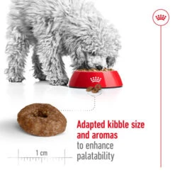 Royal Canin Mini Ageing 12+ Senior Dry Dog Food 14 Royal Canin Mini Ageing 12+ Senior Dry Dog Food -KONG || Danish Design || Tropiclean Shop I9112369 en 04