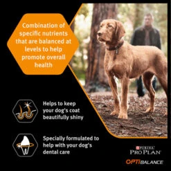 Purina Pro Plan Opti Balance Large Robust Adult Dry Dog Food - Chicken -KONG || Danish Design || Tropiclean Shop I9127280 en 05