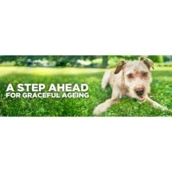 KONG || Danish Design || Tropiclean Shop -KONG || Danish Design || Tropiclean Shop I9292292 en 02