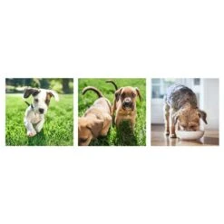 Hill's Science Plan No Grain Puppy Medium Dry Food Chicken -KONG || Danish Design || Tropiclean Shop I9433302 en 03