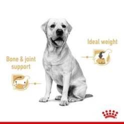 Royal Canin Labrador Retriever Adult Wet Dog Food - Loaf In Sauce -KONG || Danish Design || Tropiclean Shop I9474299 en 03