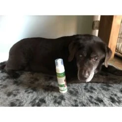 Aqueos Quick Wash Anti-Bacterial No Rinse Dog Shampoo