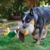 KONG Shakers Honkers Duck For Dog Toy
