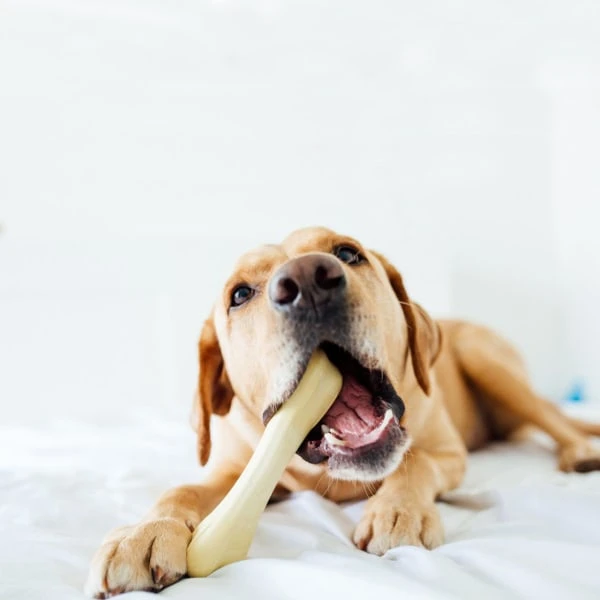 Petstages Chick A Bone Dog Toy 3 Petstages Chick A Bone Dog Toy