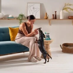 Forthglade Natural Grain-free Adult Dental Sticks Dog Treats -KONG || Danish Design || Tropiclean Shop I9579280 en 08