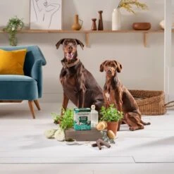 Forthglade Natural Grain-free Adult Dental Sticks Dog Treats -KONG || Danish Design || Tropiclean Shop I9579280 en 10