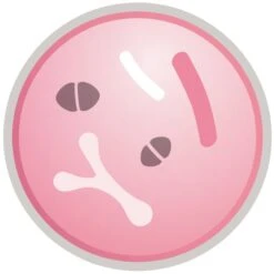 Purina Pro Plan Acti Protect Derma Care Small And Mini Adult Dry Dog Food - Salmon -KONG || Danish Design || Tropiclean Shop I9629278 07