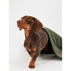 Joules Bee Print Dog Blanket -KONG || Danish Design || Tropiclean Shop I9637422 en 14