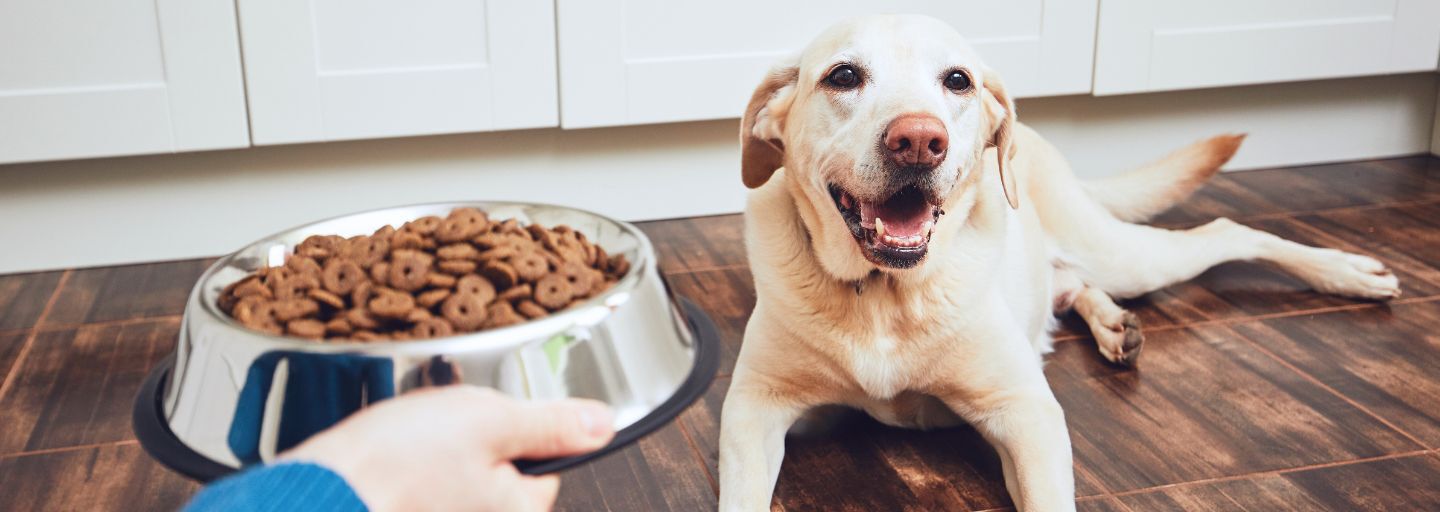 KONG || Danish Design || Tropiclean Shop -KONG || Danish Design || Tropiclean Shop choosing the best dog food