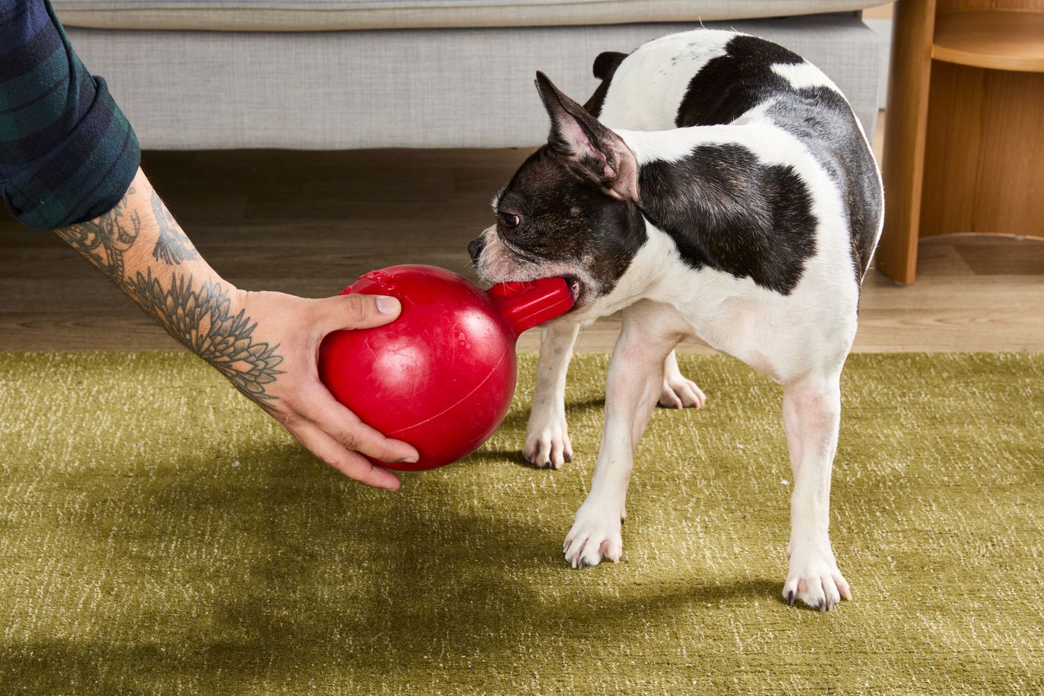 KONG || Danish Design || Tropiclean Shop -KONG || Danish Design || Tropiclean Shop sps tier 3 jolly pets tug n toss dog toy ahuang 274 c4d4031de7fb4cd181d8780bee8d6892